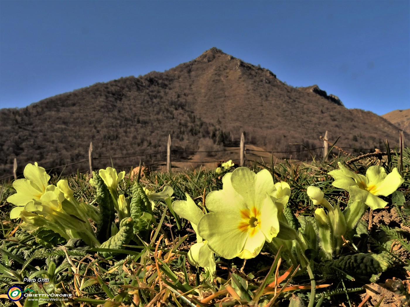 14 Primule in fiore con Monte Castello dal roccolo di ValpianA.JPG